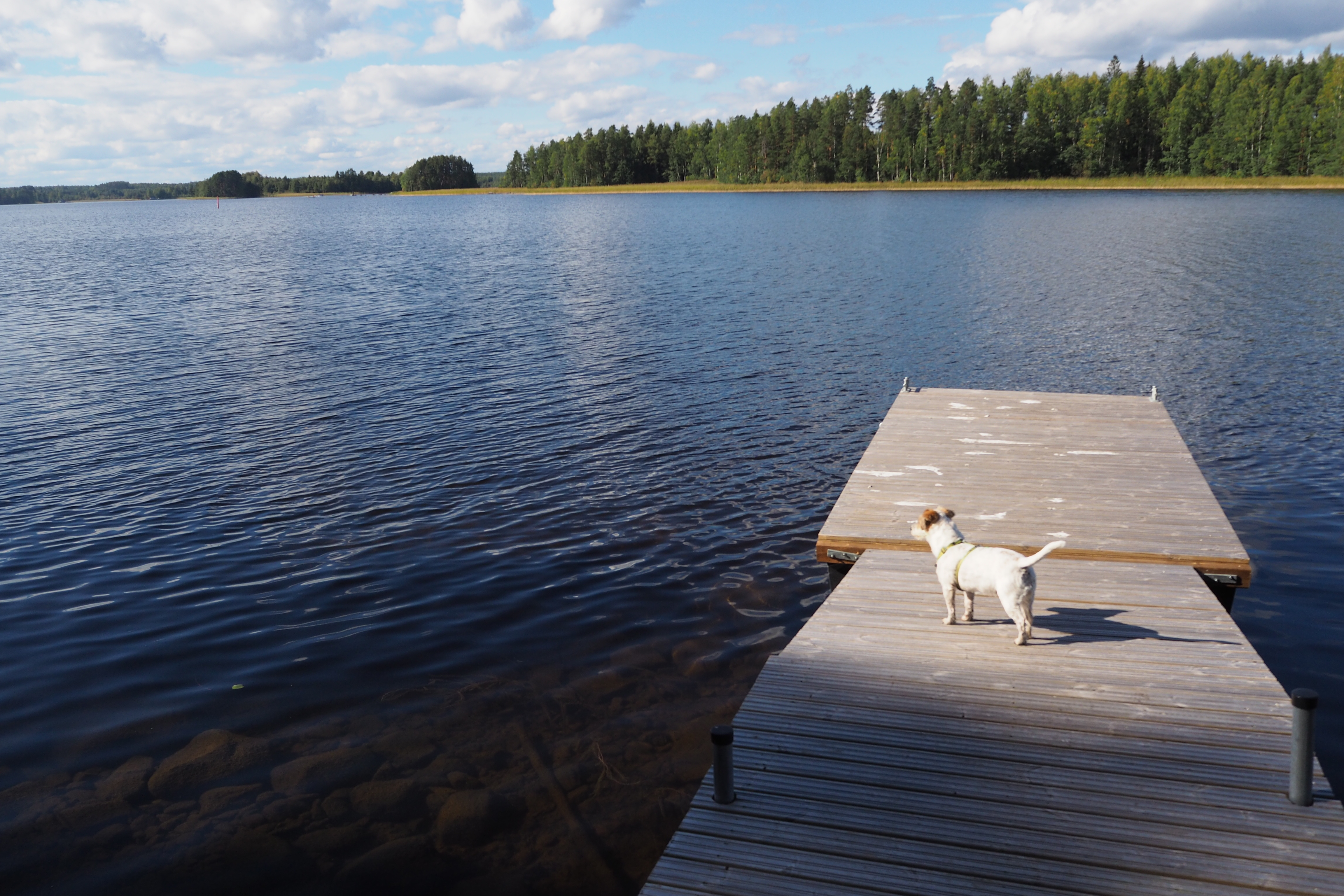 A dog on the dock